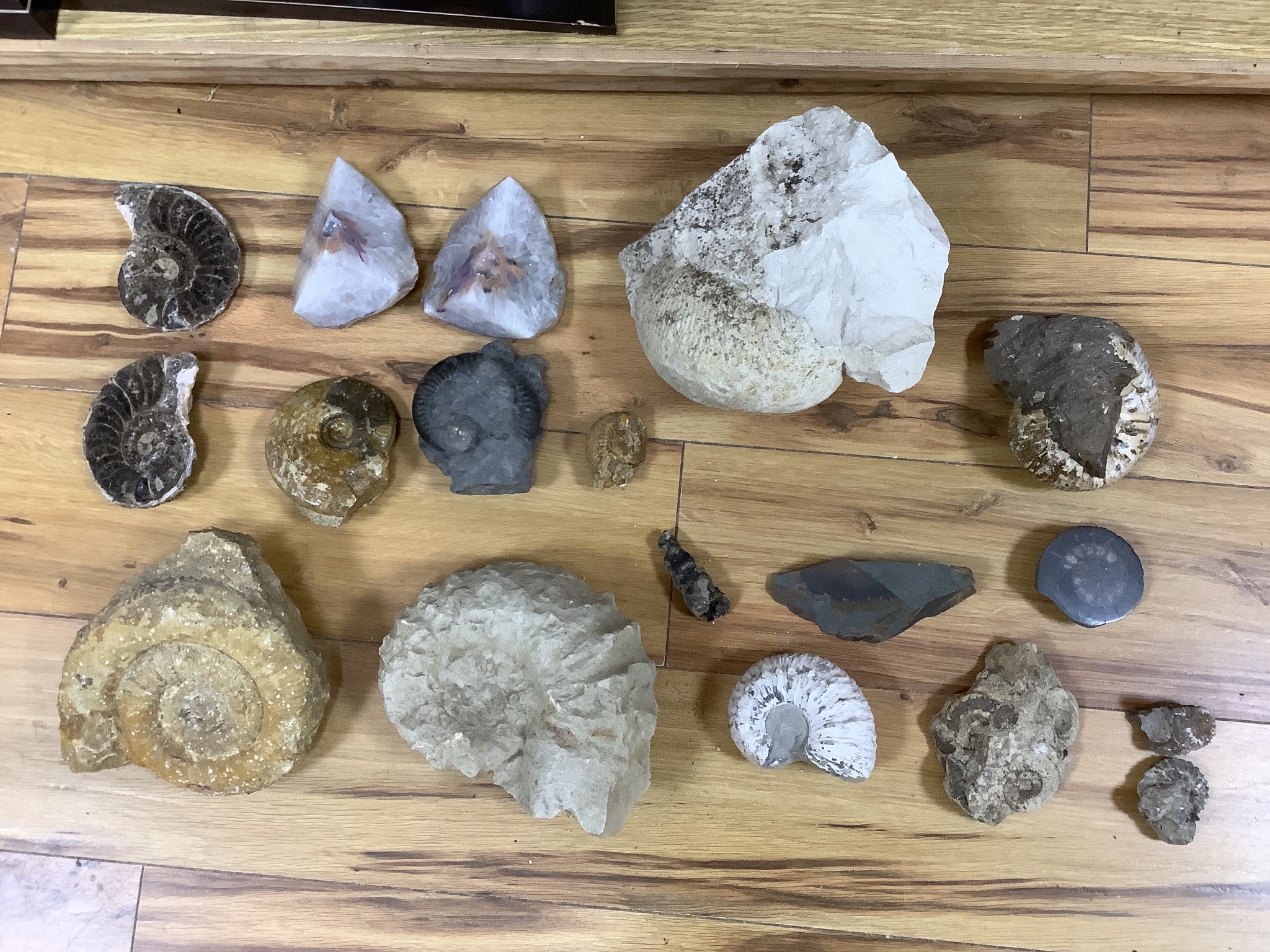 A collection of ammonites and mollusc fossil specimens and they split quartz geode, the largest 21 cm across